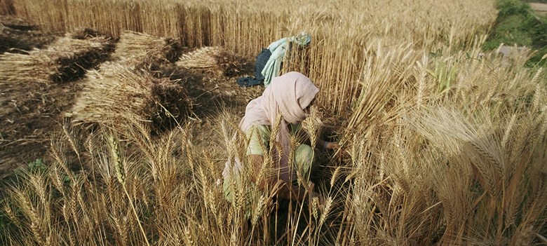 Giá ngũ cốc tăng 2% trong tháng 9, đặc biệt là lúa mì.