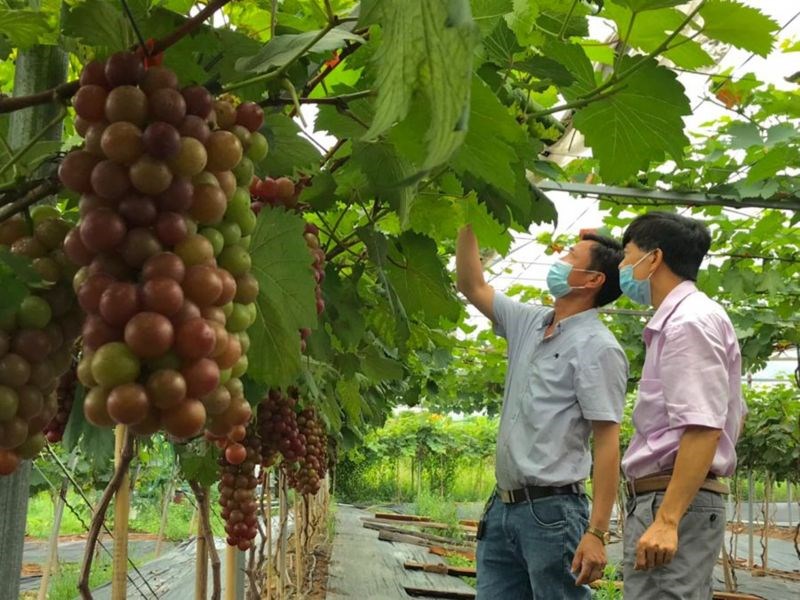 Nhiều hợp tác xã tại Hà Nội đã đưa cây nho hạ đen vào gieo trồng, phục vụ nhu cầu tiêu dùng của người dân