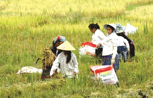 Phần lớn việc làm của phụ nữ DTTS là làm trong lĩnh vực nông nghiệp, thu nhập thấp. Ảnh: Nguyên Thanh