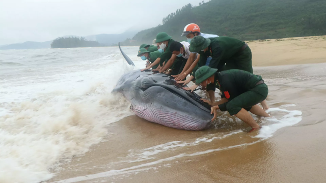 Lực lượng bộ đội biên phòng và người dân nỗ lực giải cứu cá thể cá voi về với biển.