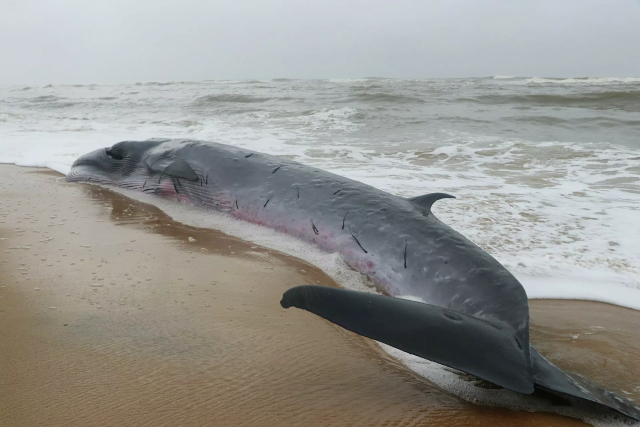 Cá voi bị sóng biển đánh dạt vào trong bờ.