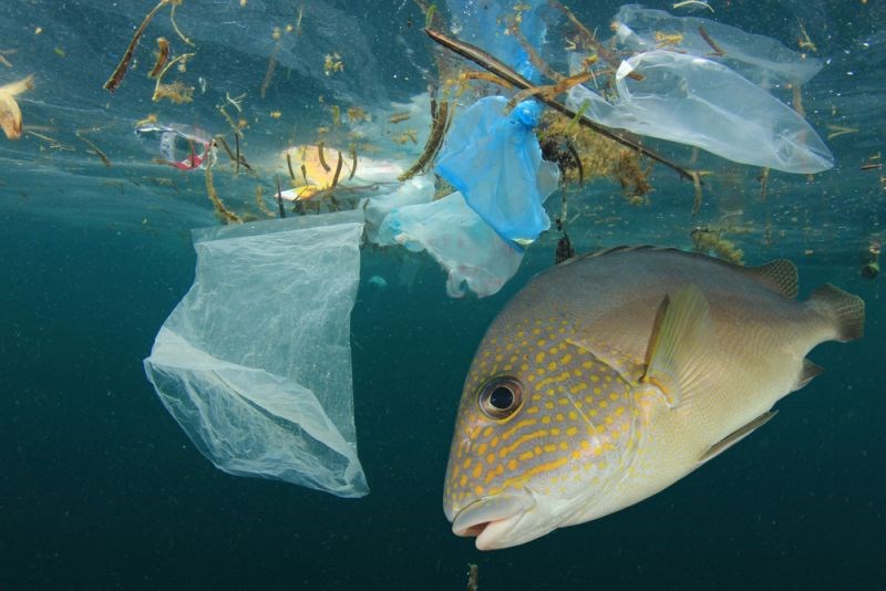 Ô nhiễm nhựa ngày càng gia tăng trong các đại dương toàn cầu.