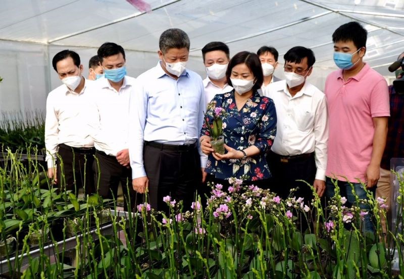Phó Bí thư Thường trực Thành ủy Nguyễn Thị Tuyến cùng đoàn công tác thăm mô hình trồng hoa lan công nghệ cao tại xã Mỹ Hưng, huyện Thanh Oai.