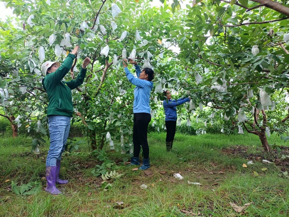 Hội viên phụ nữ xã Di Trạch, huyện Hoài Đức chăm sóc ổi lê - cây ăn quả góp phần giảm nghèo, nâng cao đời sống.