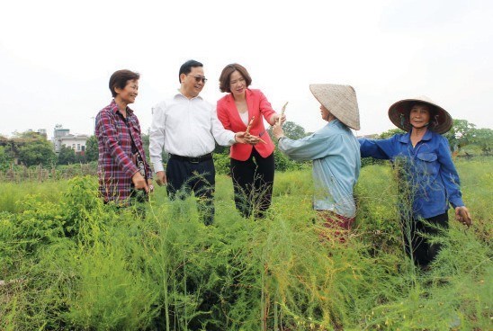 Đồng chí Lê Kim Anh,Chủ tịch Hội LHPN Hà Nội cùng lãnh đạo Ban Dân vận thành ủy Hà Nội thăm mô hình trồng măng tây của Tổ hợp tác sản xuất và tiêu thụ rau an toàn tại xã Yên Viên, huyện Gia Lâm.