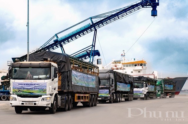 Đoàn xe hơn 80 chiếc tập kết tại cảng Dung Quất, sẵn sàng để đưa hơn 2.100 bò sữa nhập khẩu từ Mỹ về trang trại mới của Vinamilk tại Quảng Ngãi.