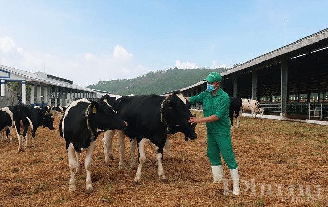 : Bò sữa được đi dạo trong khu sân chơi được trải đệm rơm tại Trang trại Vinamilk Quảng Ngãi.