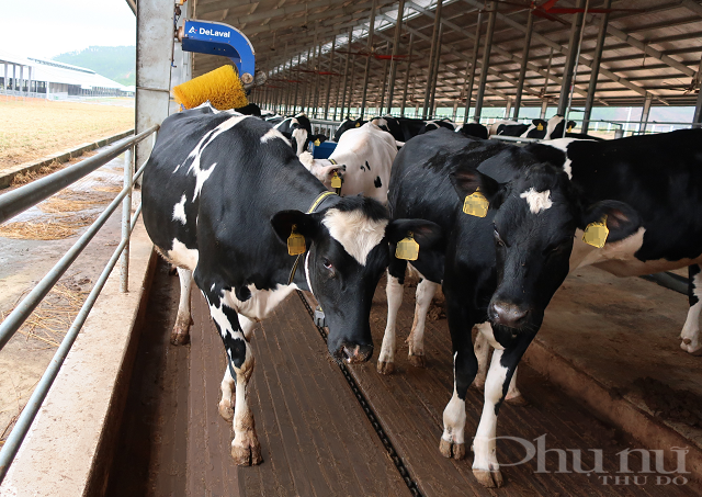 Vinamilk nhập khẩu hơn 2.100 bò sữa HF thuần chủng từ Mỹ về trang trại mới tại Quảng Ngãi - ảnh 7