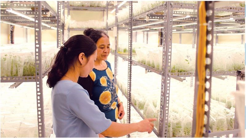 Hội Phụ nữ thăm quan mô hình sản xuất hoa cúc bằng phương pháp nuôi cấymô tế bào thực vật của gia đình chị Lưu Thị Thanh Tuyền,hội viên phụ nữ thôn Đại Bái, xã Đại Thịnh.