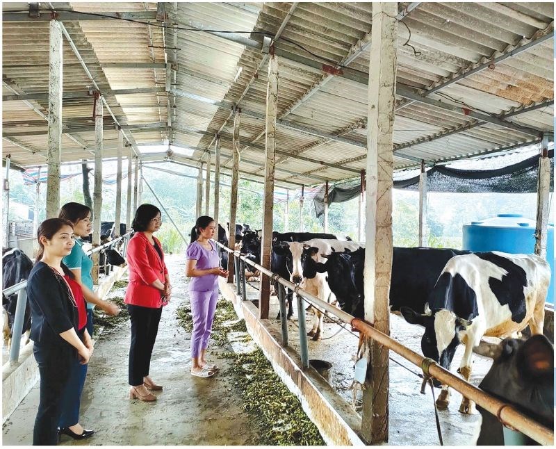 Hội LHPN Hà Nội thăm và kiểm tra mô hình trong dự án Bò sữa triển khaitại 3 xã của huyện Ba Vì, tháng 4/2021.