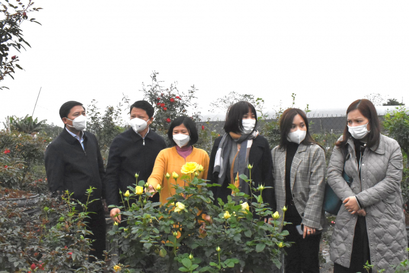 Bí thư Huyện ủy Nguyễn Thanh Liêm cùng các đại biểu thực địa tại khu trồng hoa hồng thế của xã Mê Linh