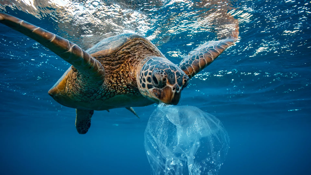 Rác thải nhựa là mối nguy hại đối với nhiều loài sinh vật biển.