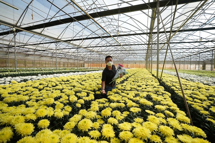 Dalat Hasfarm cung ứng khoảng 7 triệu cành hoa cúc các loại cho thị trường Tết năm nay