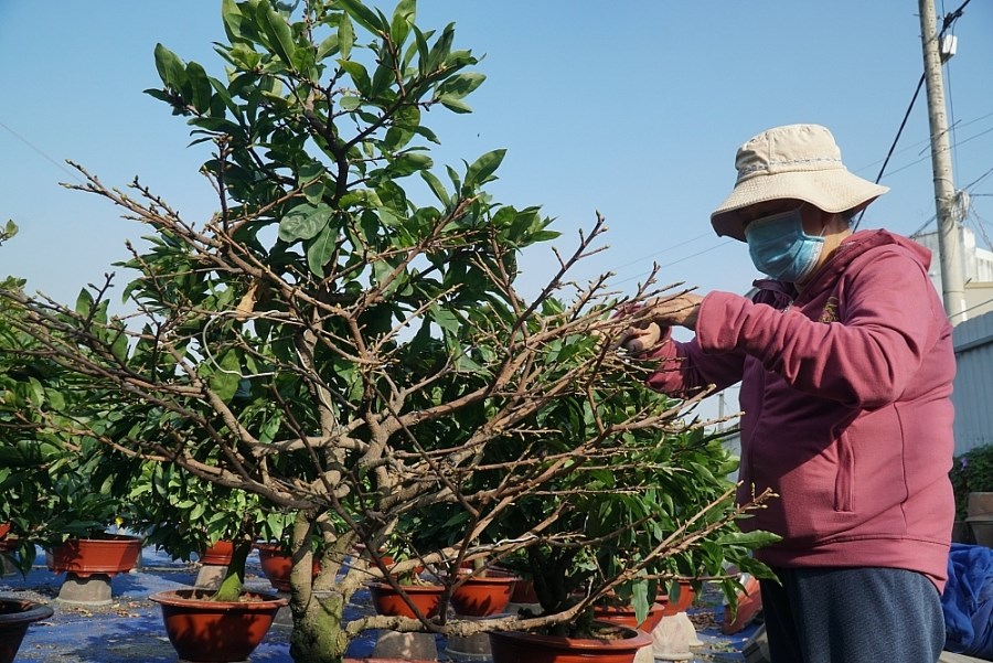 Nông dân trồng mai tại Thành phố Hồ Chí Minh cắt tỉa và chăm bón hoa Tết