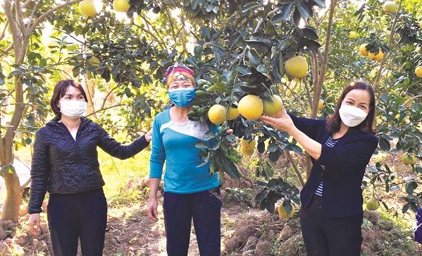 Chị em cán bộ Hội thăm mô hình trồng bưởi Diễn của gia đình chị Nguyễn Thị Nhàn