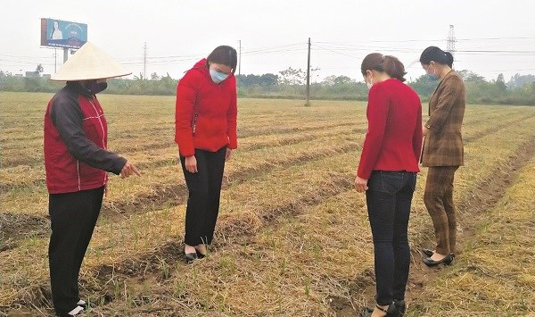 Cán bộ Hội tới thăm mô hình trồng tỏi của gia đình chị Nguyễn Thị Tuyết Chinh