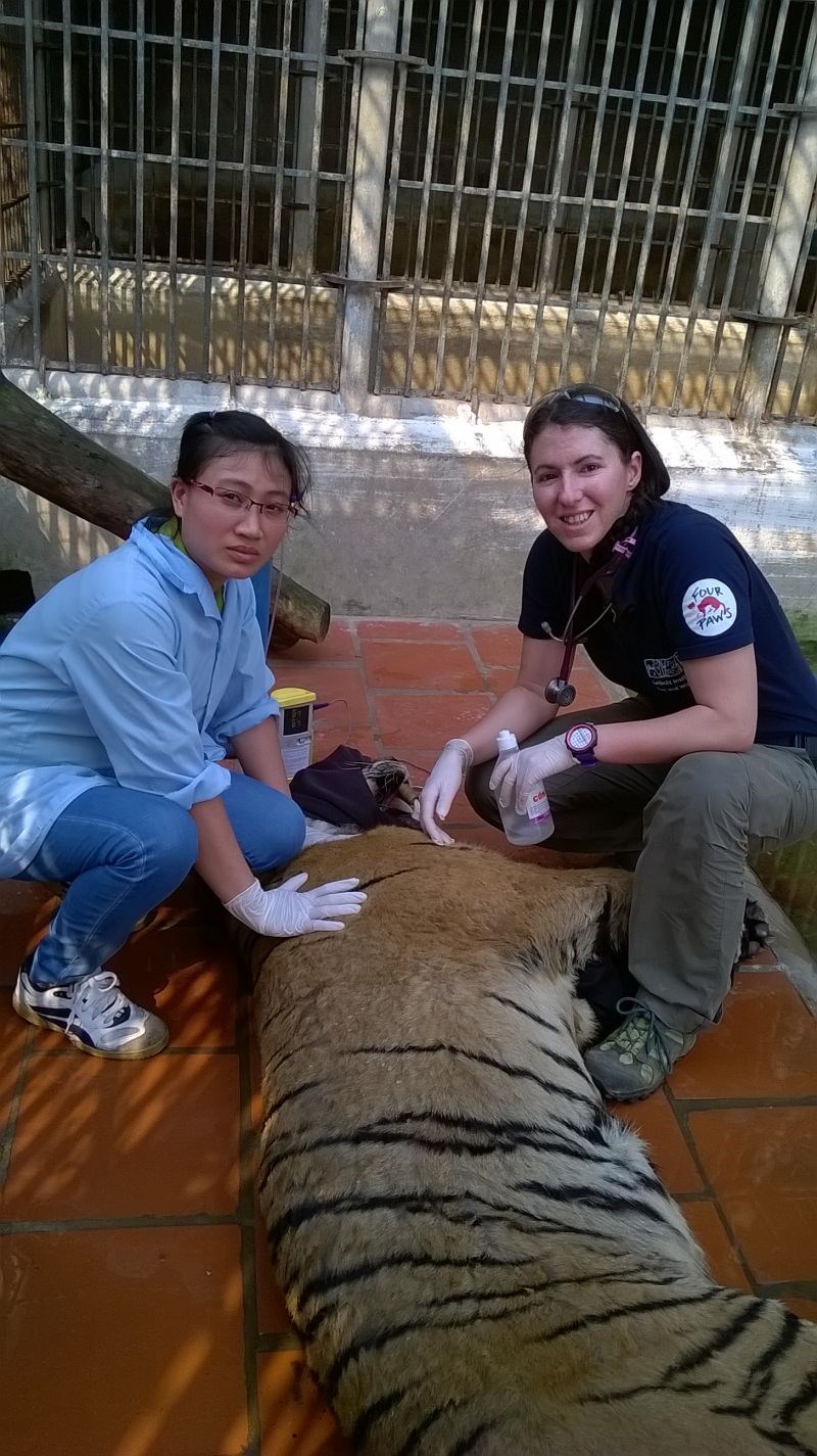 Các cán bộ tại Trung tâm đang chăm sóc  một chú Hổ mới được giải cứu