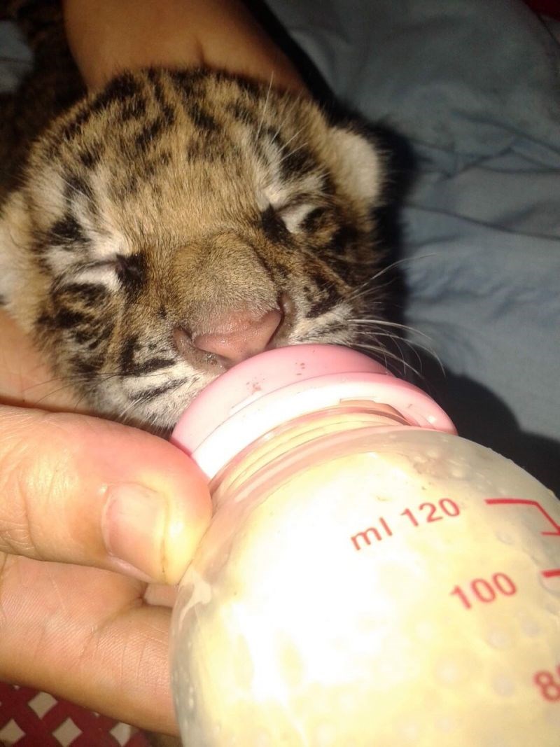 Một chú Hổ non đang được cho bú sữa