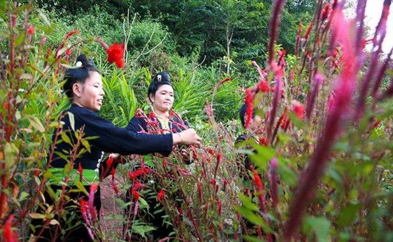 Tết hoa là nét truyền thống của dân tộc Cống ở Điện Biên