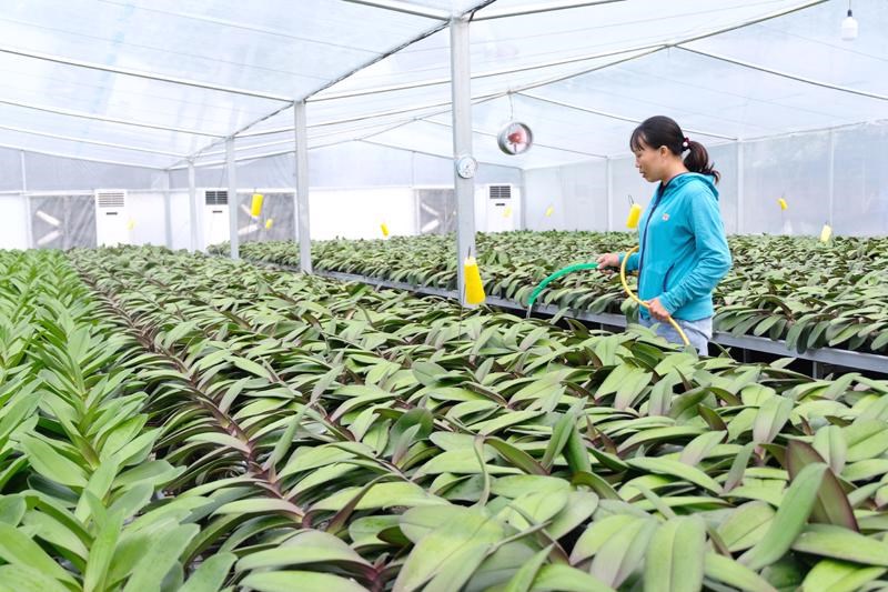 Sản xuất hoa lan hồ điệp ứng dụng công nghệ cao tại xã Mỹ Hưng, huyện Thanh Oai. Ảnh: Trọng Tùng