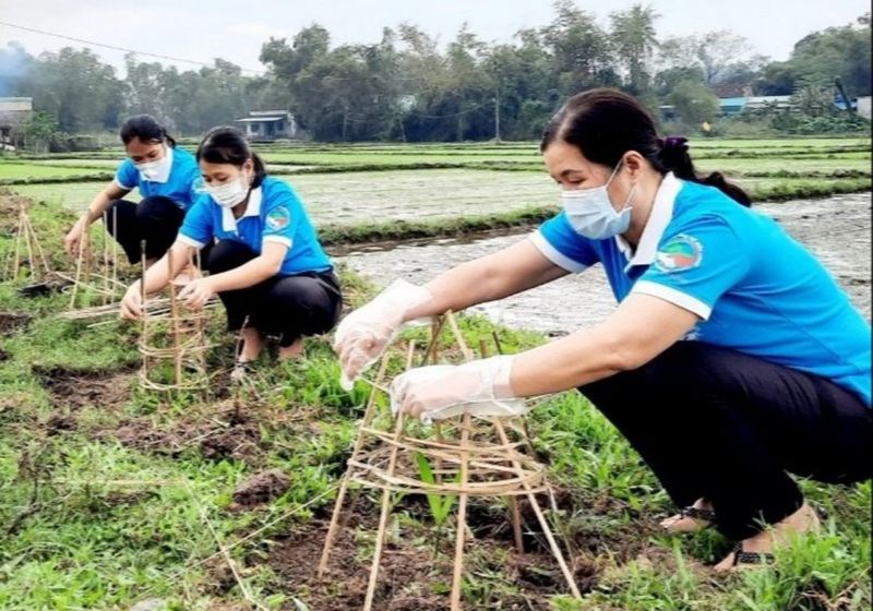 Cán bộ hội viên phụ nữ TP Tam Kỳ tham gia trồng cau tại tuyến đường kênh phườngHoà Thuận 	.Ảnh: HPN