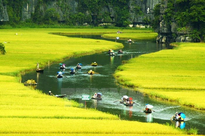 Du khách tham quan danh thắng Tràng An, tỉnh Ninh Bình trong mùa lúa chín