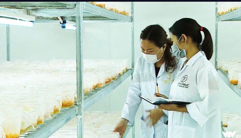 Chị Nguyễn Thị Hồng đang kiểm tra chất lượng nấm đông trùng hạ thảo nuôi cấy