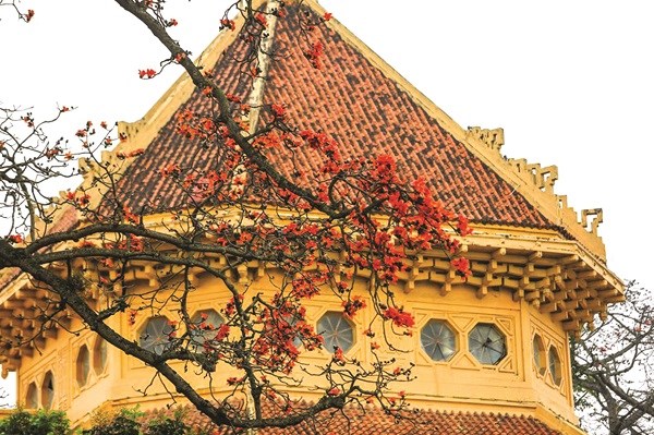 Hoa gạo rực nở, nổi bật trong khuôn viên Bảo tàng Lịch sử Việt Nam
