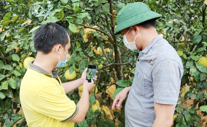 Hỗ trợ nông hộ kỹ năng chụp ảnh, giới thiệu sản phẩm thu hút khách hàng trên sàn TMĐT	Ảnh: Châu Anh