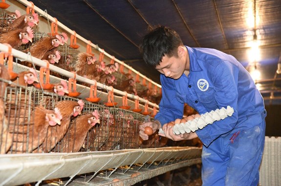 Giá thức ăn chăn nuôi tăng nhanh đã khiến giá trứng gà công nghiệp tại Hà Nội tăng hơn 8.000 đồng/chục 	Ảnh: PV