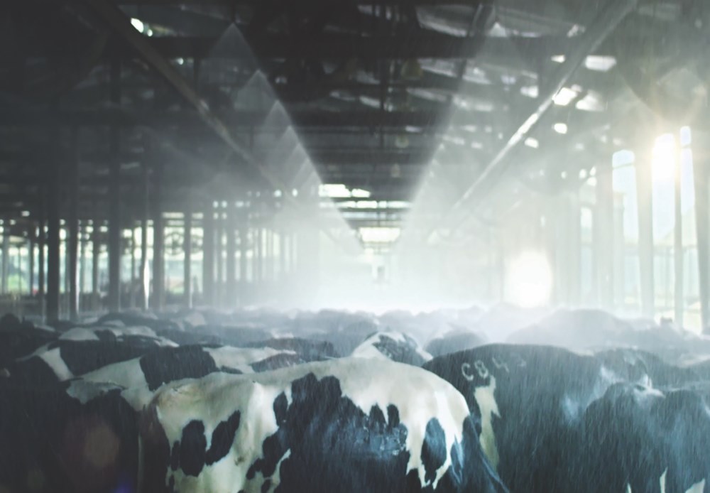 Đàn bò được tắm mát và nghe nhạc mỗi ngày trước khi cho ra những dòng sữa tuyệt hảo