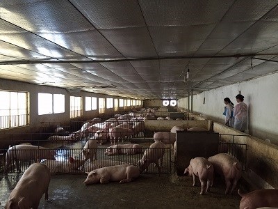 Thịt lợn sinh học: Tốt cho cả nhà nông và người dùng - ảnh 1