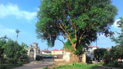 Chuyện cây bồ đề  “ôm trọn” đền cổ - ảnh 1