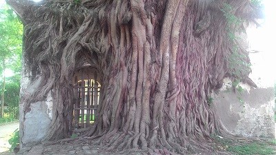 Chuyện cây bồ đề  “ôm trọn” đền cổ - ảnh 3