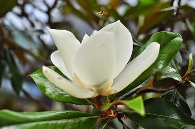 Về chùa Bối Khê, ngắm hoa sen đất nở - ảnh 1