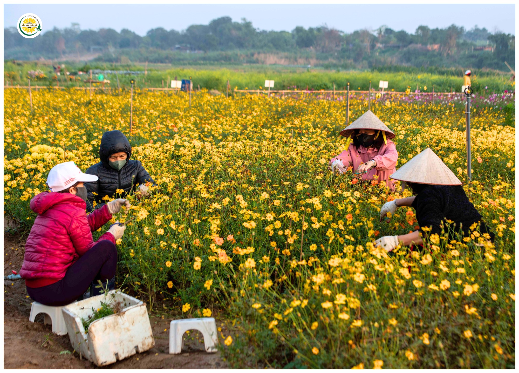 Nghe “bến hoa” kể chuyện được “hồi sinh“ - ảnh 16