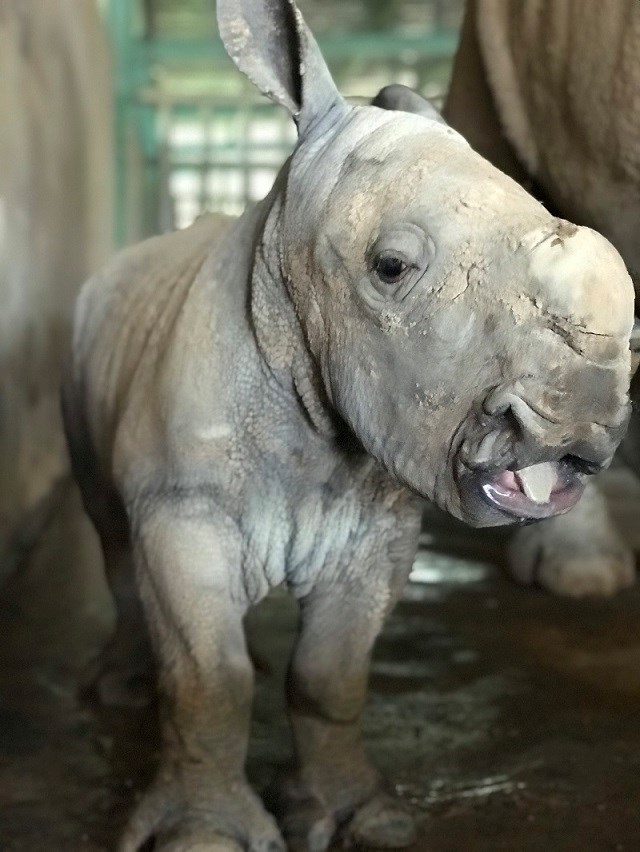 Kỷ lục 4 tê giác con chào đời trong vòng 16 tháng tại Vinpearl Safari - ảnh 1