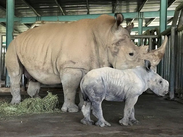 Kỷ lục 4 tê giác con chào đời trong vòng 16 tháng tại Vinpearl Safari - ảnh 2
