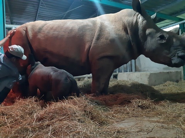 Kỷ lục 4 tê giác con chào đời trong vòng 16 tháng tại Vinpearl Safari - ảnh 3
