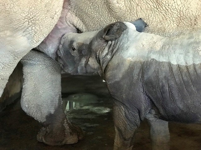 Kỷ lục 4 tê giác con chào đời trong vòng 16 tháng tại Vinpearl Safari - ảnh 4