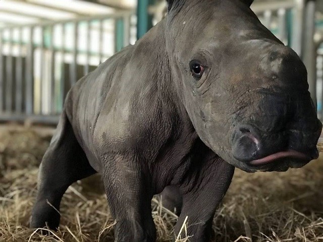 Kỷ lục 4 tê giác con chào đời trong vòng 16 tháng tại Vinpearl Safari - ảnh 5