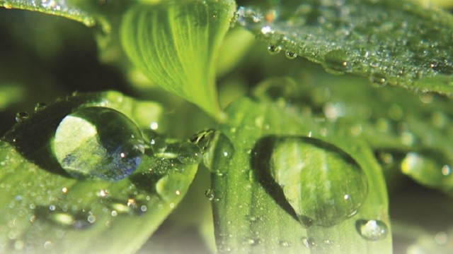 Cách tạo độ ẩm trong nhà mùa thu đông 