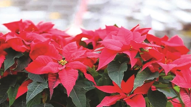 Những loài cây mang tài lộc, may mắn cho năm mới