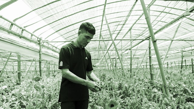 Làm giàu từ hoa đồng tiền