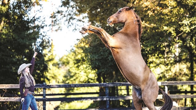 Thông điệp của năm con Ngựa