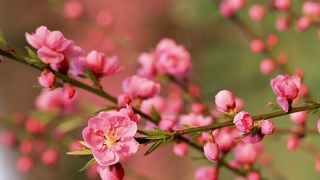 Cùng hoa đón Tết