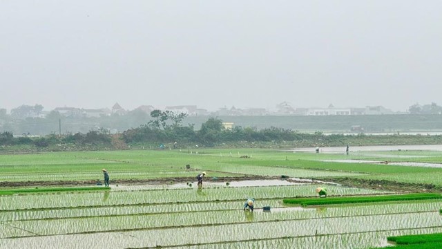 Nông dân xuống đồng gieo trồng vụ Xuân