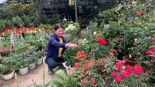 Hà Nội: Sôi động thị trường hoa, cây cảnh 