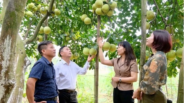 Hà Nội mở rộng vùng trồng áp dụng VietGAP - hướng tới nông nghiệp sinh thái, bền vững