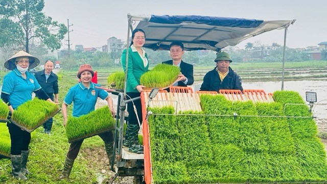 Chủ tịch Hội Nông dân thành phố cùng hội viên xuống đồng cấy lúa xuân 2026